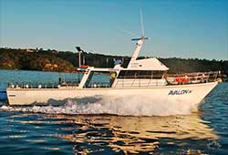 AVALON 55